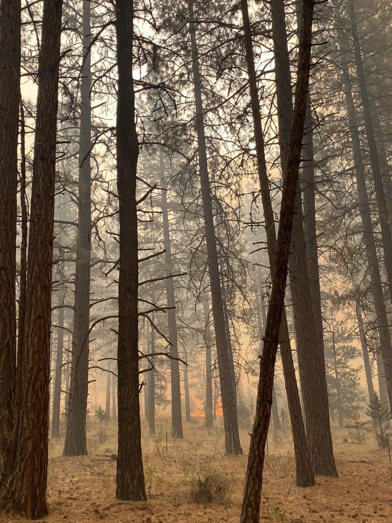 Barnes Fire